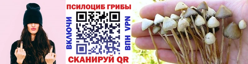 Псилоцибиновые грибы Psilocybe  KRAKEN tor  Лобня 